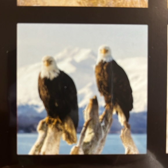 North America Wild Life 2025 12 Month Calendar NIP - Picture 15 of 16